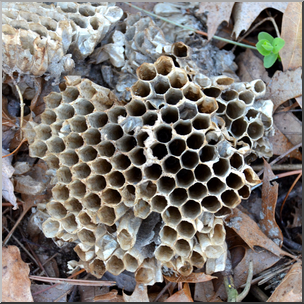Photo: Paper Wasp Nest 01b HiRes