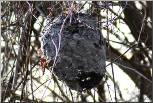 Photo: Paper Wasp Nest 02a LowRes