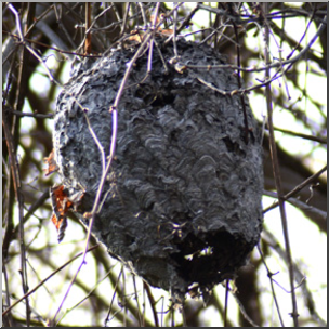 Photo: Paper Wasp Nest 02b LowRes
