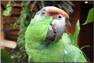 Photo: Parrot 01a LowRes