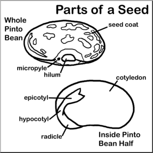 Clip Art: Seed Parts B&W Labeled