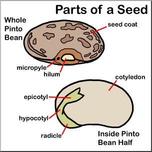 Clip Art: Seed Parts Color Labeled