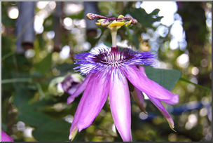 Photo: Passion Flower 01a LowRes