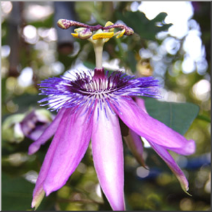 Photo: Passion Flower 01b LowRes