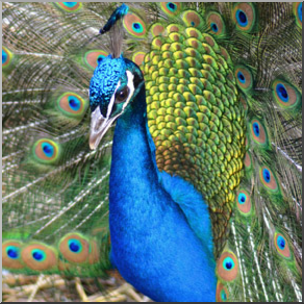 Photo: Peacock 05b LowRes