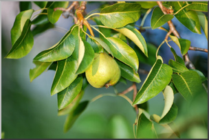 Photo: Pear Tree 02a LowRes