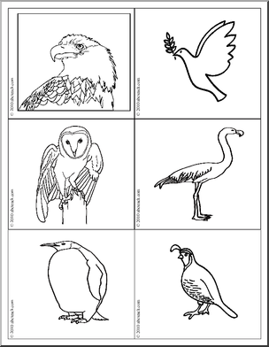 Science: Picture Cards: Birds/Insects (b/w)