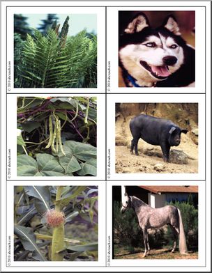 Science: Photo Card: Plant/Animal (color)