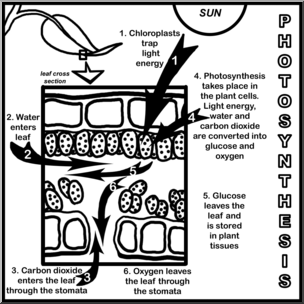 Clip Art: Photosynthesis: Leaf Cross Section B&W