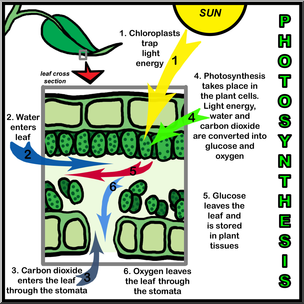 Clip Art: Photosynthesis: Leaf Cross Section Color
