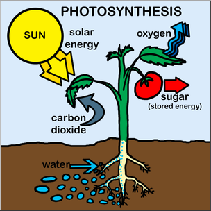 Clip Art: Photosynthesis Color