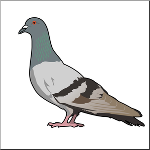 Clip Art: Pigeon Color 2