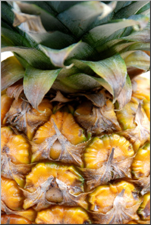 Photo: Pineapple 01a LowRes