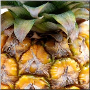 Photo: Pineapple 01b HiRes