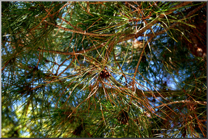 Photo: Pine Branches 01a HiRes