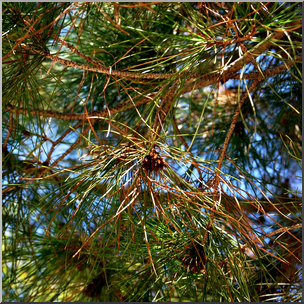 Photo: Pine Branches 01b HiRes