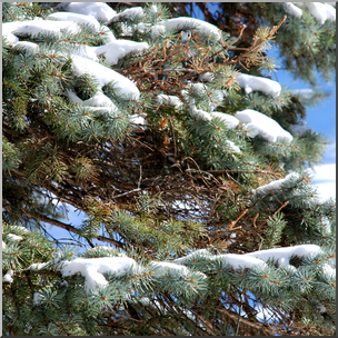Photo: Pine Branches and Snow 01b HiRes