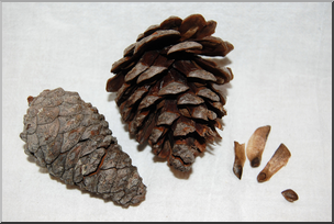 Photo: Pine Cones and Seeds 01 HiRes