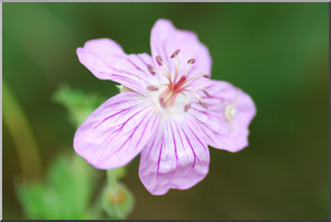 Photo: Pink Flower 01a HiRes