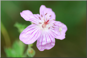 Photo: Pink Flower 01a LowRes
