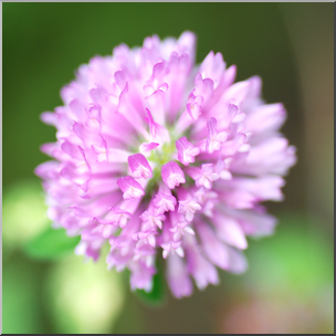 Photo: Pink Flower 03 HiRes