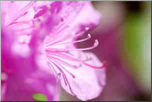 Photo: Pink Flower 02a HiRes