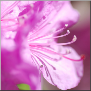 Photo: Pink Flower 02b HiRes