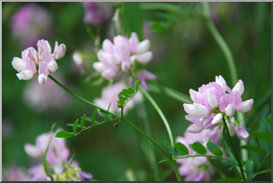 Photo: Pink and White Flowers 01 HiRes