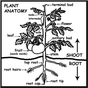Clip Art: Plant Anatomy Labeled B&W