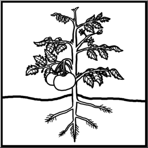 Clip Art: Plant Anatomy Unlabeled B&W