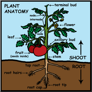 Clip Art: Plant Anatomy Labeled Color