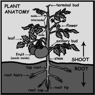 Clip Art: Plant Anatomy Labeled Grayscale