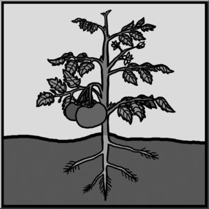 Clip Art: Plant Anatomy Unlabeled Grayscale