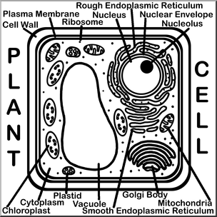 Clip Art: Cells: Plant Labeled B&W