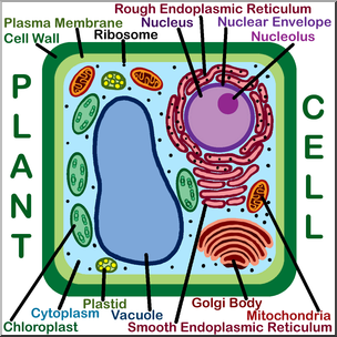 Clip Art: Cells: Plant Labeled Color