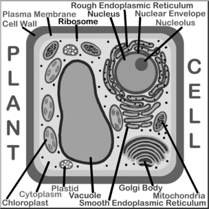 Clip Art: Cells: Plant Labeled Grayscale
