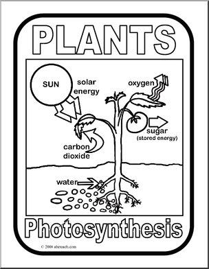 Poster: Photosynthesis (b/w)