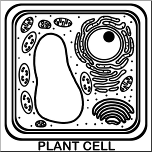 Clip Art: Cells: Plant Unlabeled B&W