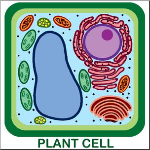 Clip Art: Cells: Plant Unlabeled Color