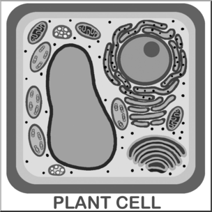 Clip Art: Cells: Plant Unlabeled Grayscale