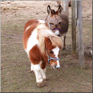 Photo: Pony and Donkey 01 HiRes