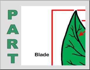 Large Poster: Plant Leaf Parts (color)