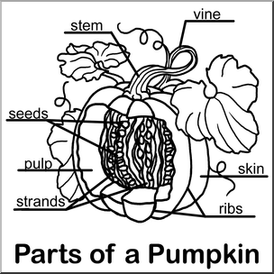 Clip Art: Pumpkin Cut Away B&W Labeled
