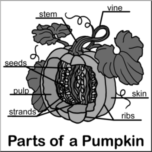 Clip Art: Pumpkin Cut Away Grayscale Labeled