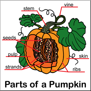 Clip Art: Pumpkin Cut Away Color Labeled