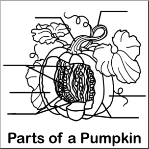 Clip Art: Pumpkin Cut Away B&W Unlabeled