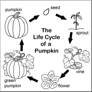 Clip Art: Pumpkin Life Cycle B&W