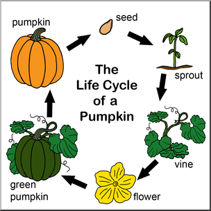Clip Art: Pumpkin Life Cycle Color