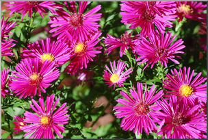 Photo: Purple Flowers 02 LowRes