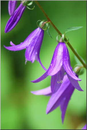 Photo: Purple Flowers 01 HiRes